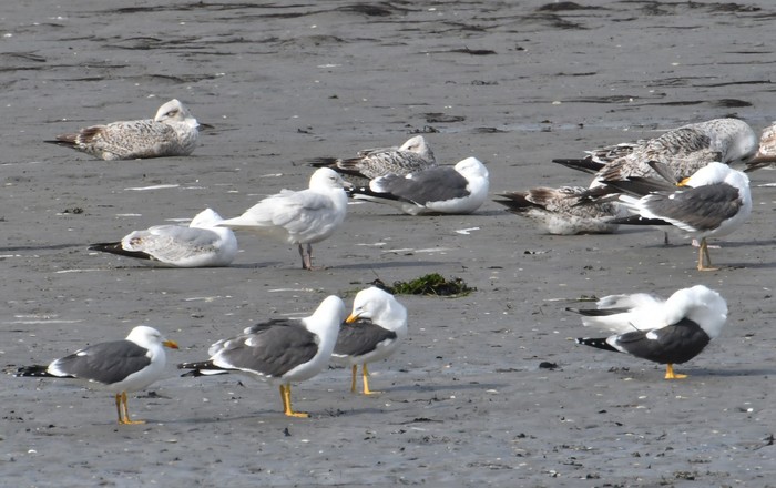 Iceland Gull