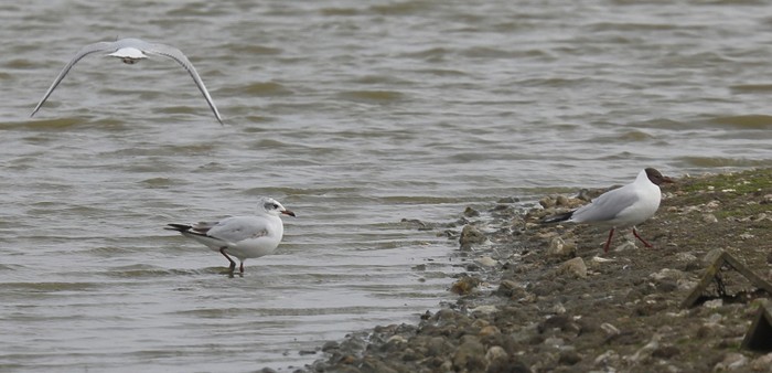 Mediterranean Gull