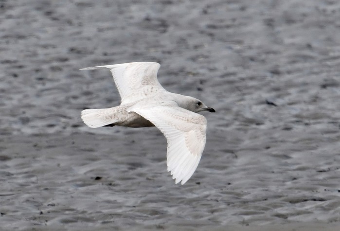 Iceland Gull