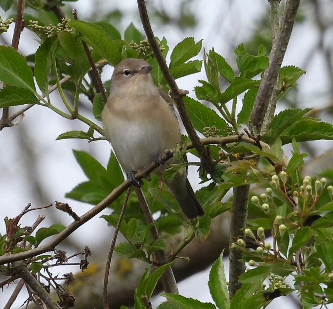 Garden Warbler