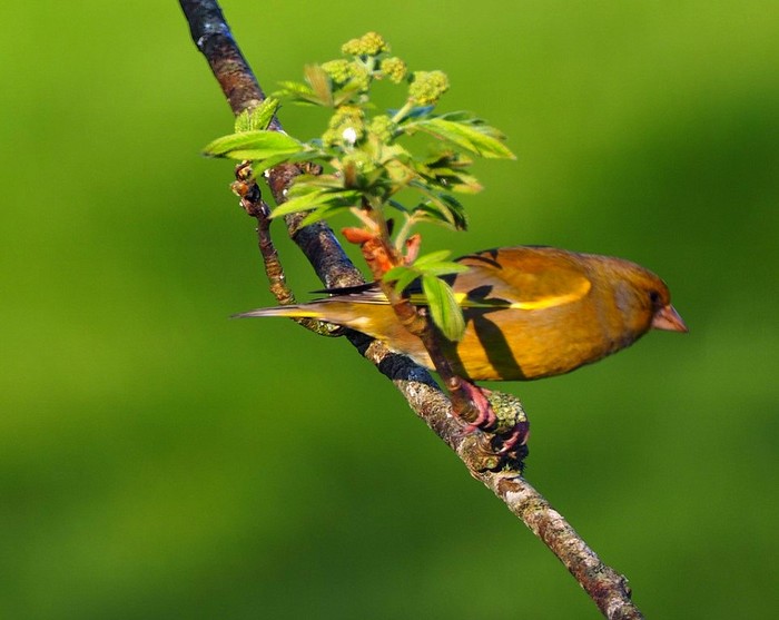Greenfinch