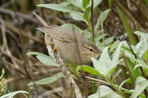 Dusky Warbler