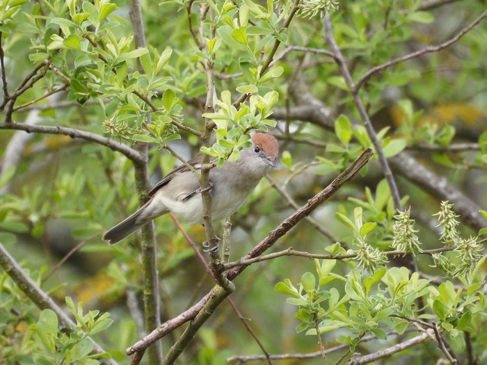 Blackcap