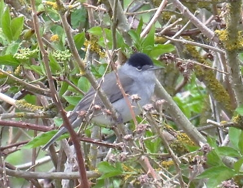 Blackcap