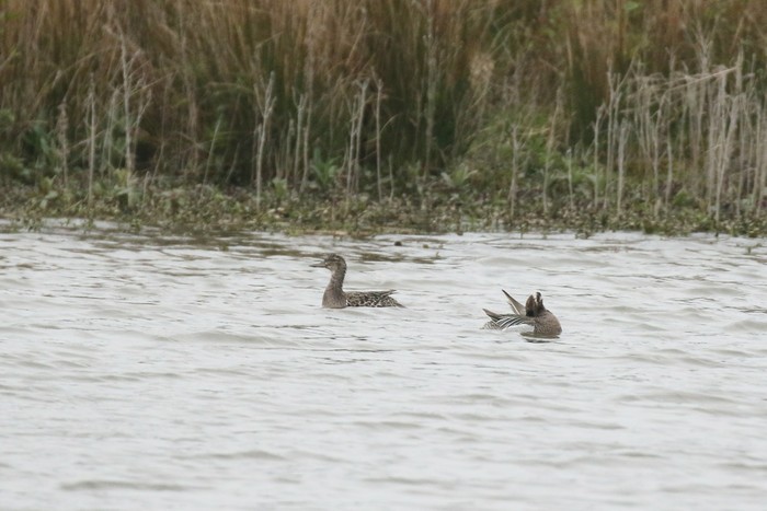 Garganey
