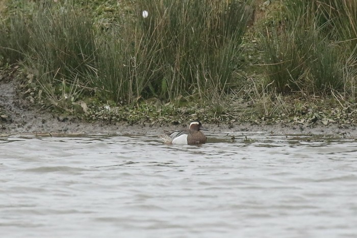Garganey