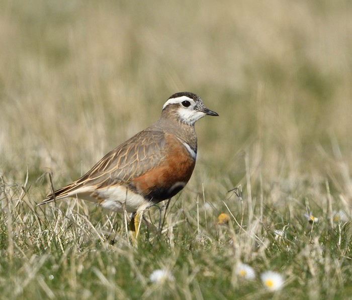 Dotterel