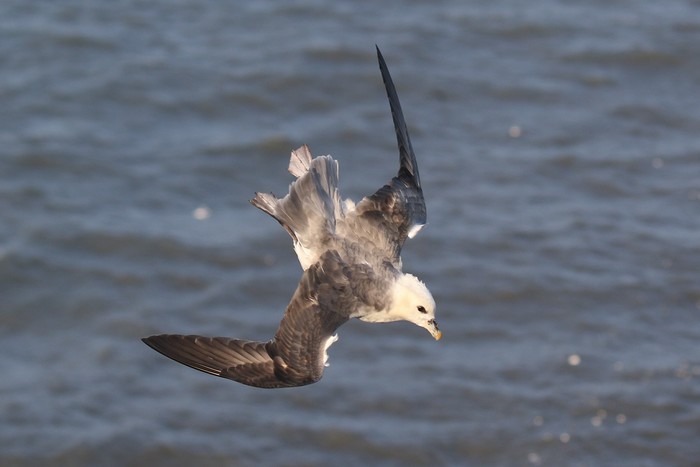 Fulmar