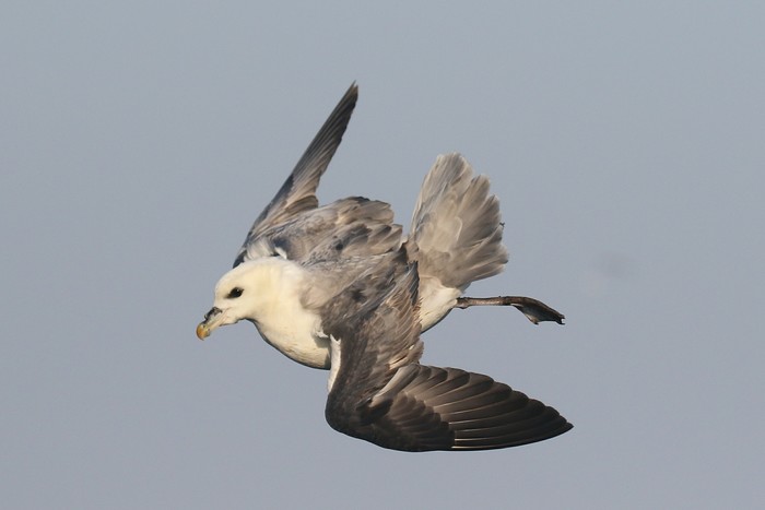 Fulmar