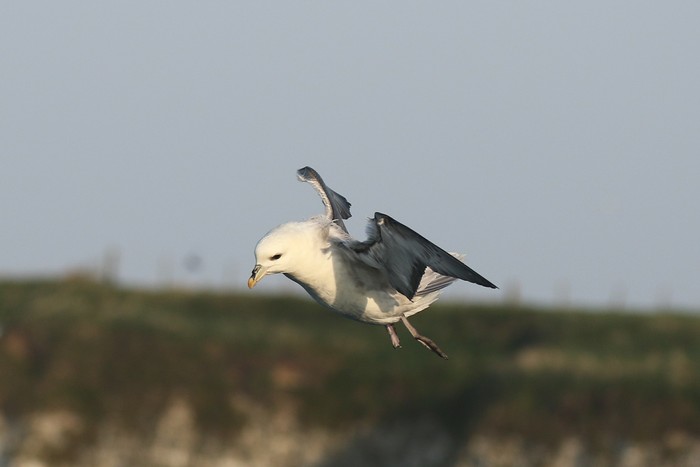 Fulmar