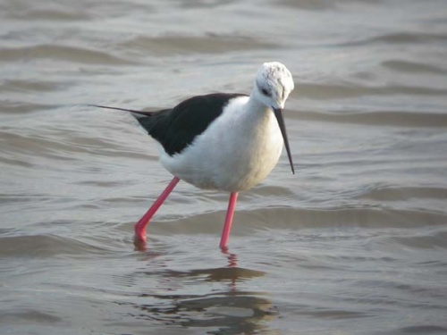 Black-winged Stilt