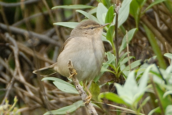 Dusky Warbler