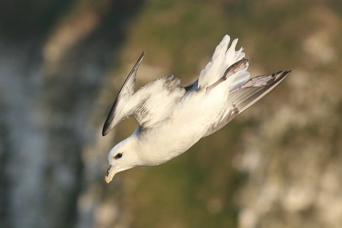 Fulmar