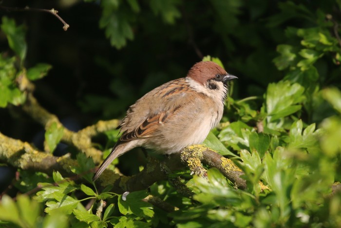 Tree Sparrow