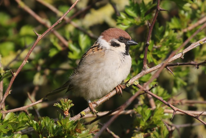 Tree Sparrow
