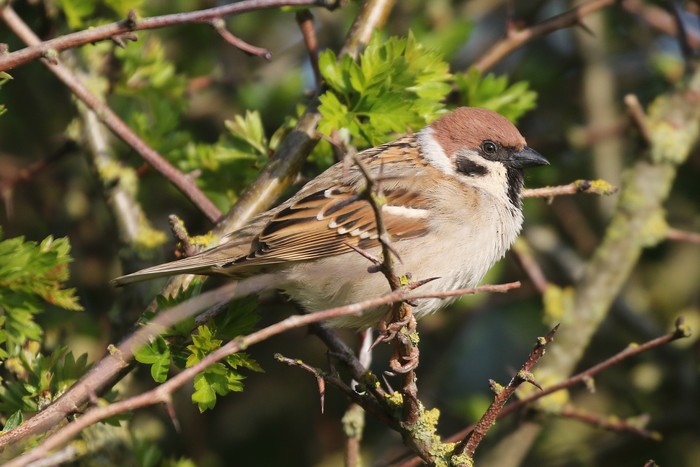 Tree Sparrow