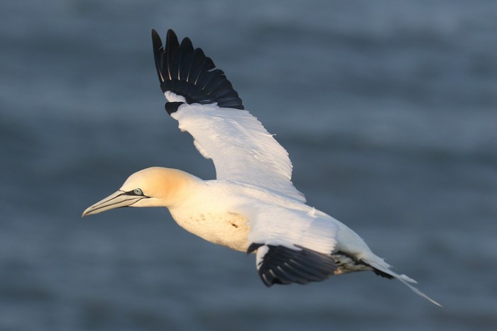 Gannet