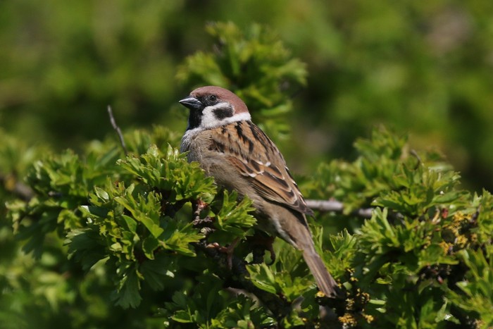 Tree Sparrow