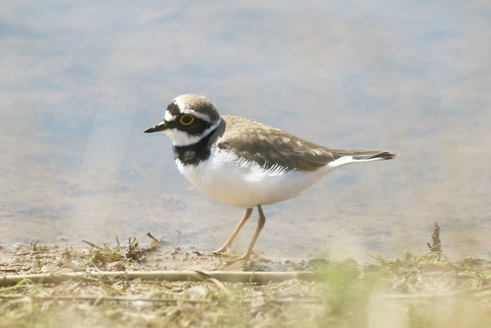 Little Ringed Plover