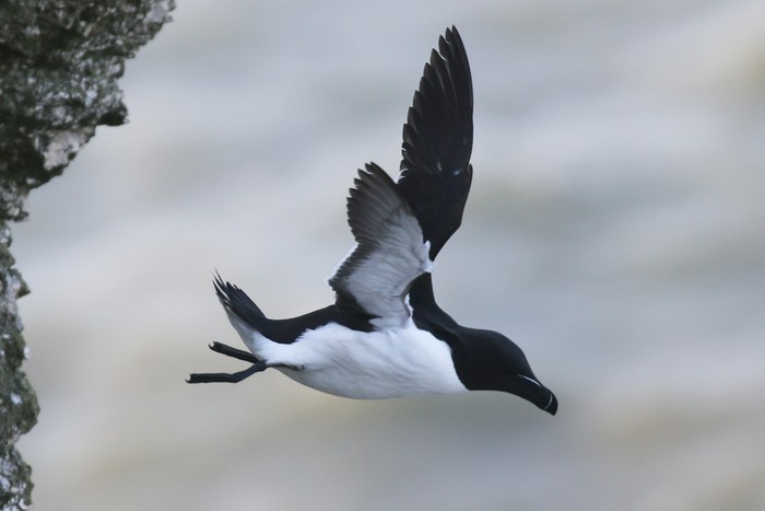 Razorbill