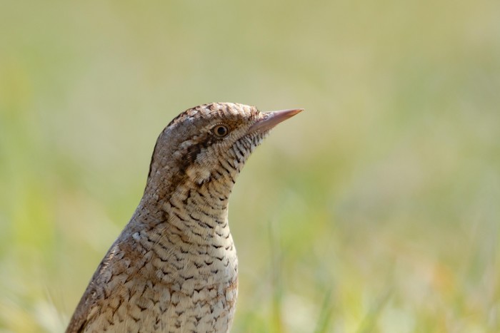 Wryneck