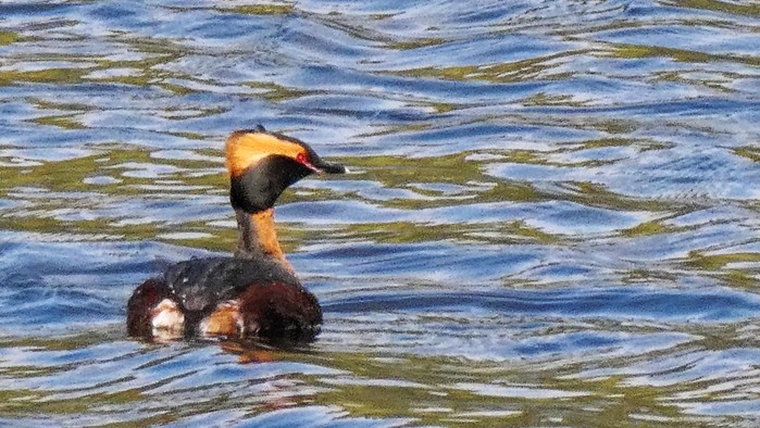 Slavonian Grebe