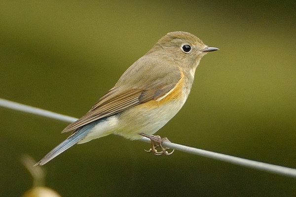 Red-flanked Bluetail
