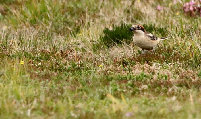 Woodchat Shrike
