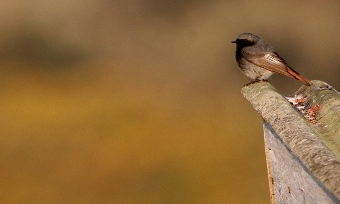 Black Redstart