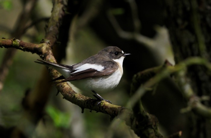 Pied Flycatcher