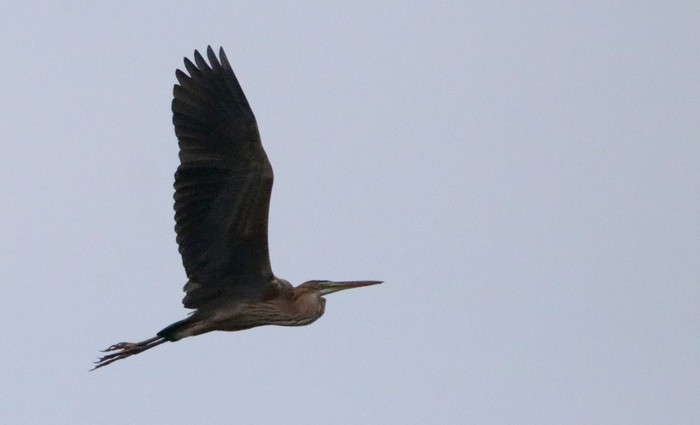 Purple Heron