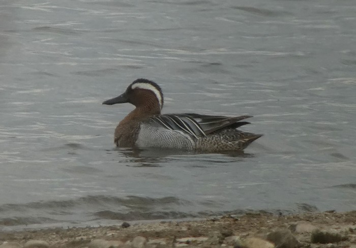Garganey