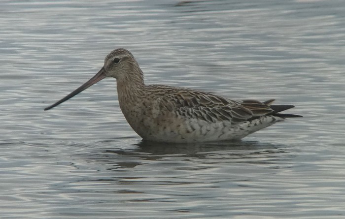 Bar-tailed Godwit