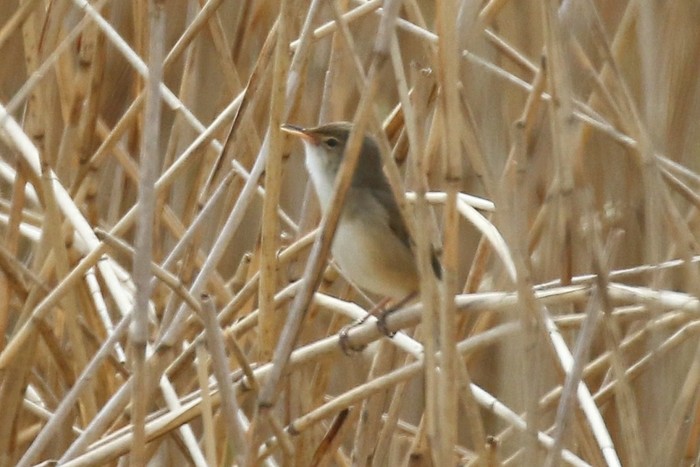 Reed Warbler