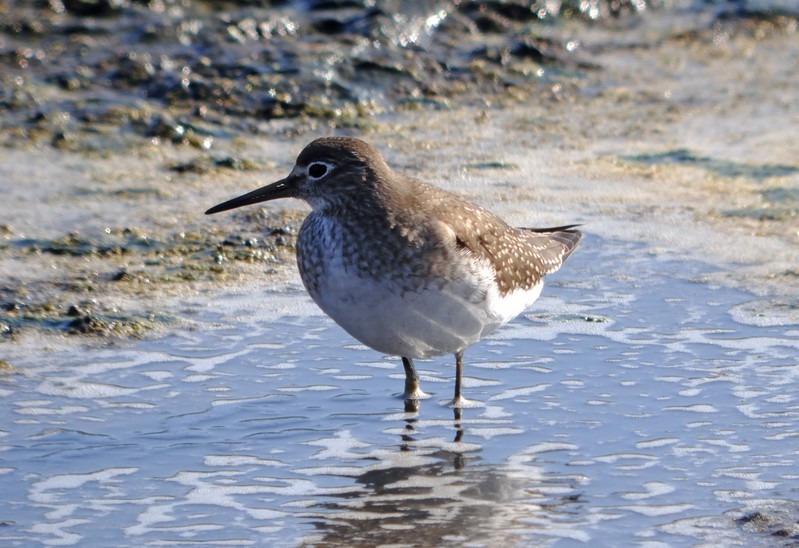 Solitary Sandpiper