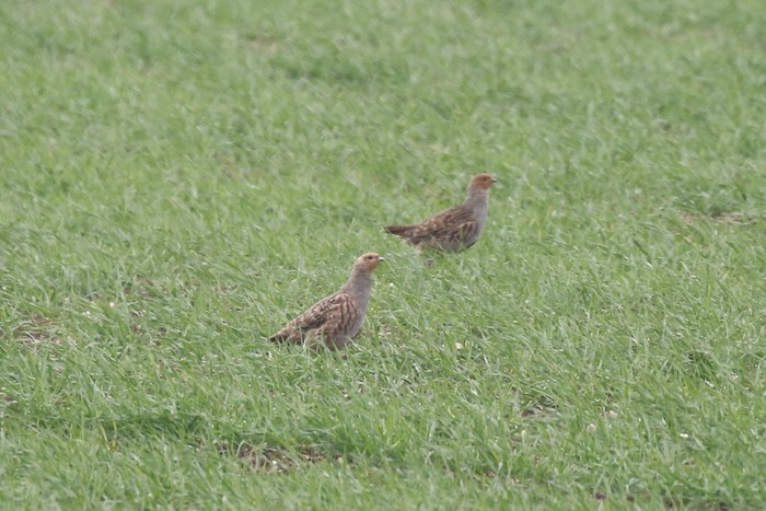 Grey Partridge
