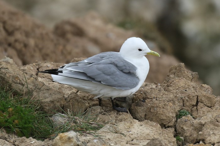 Kittiwake
