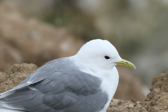 Kittiwake