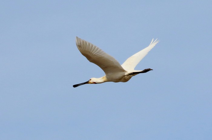 Spoonbill