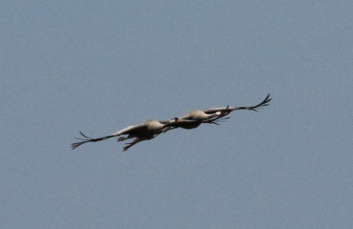 Common Crane