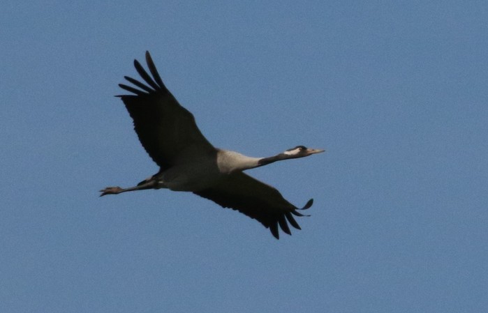 Common Crane