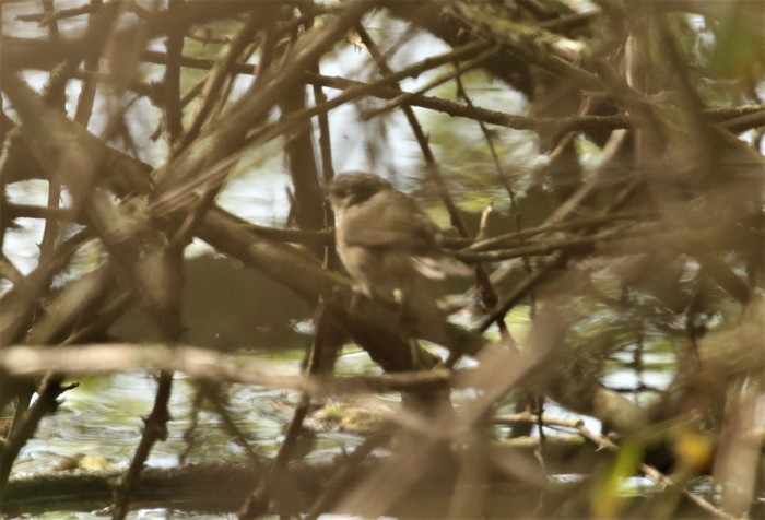 Dusky Warbler