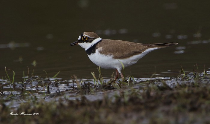 Little Ringed Plover
