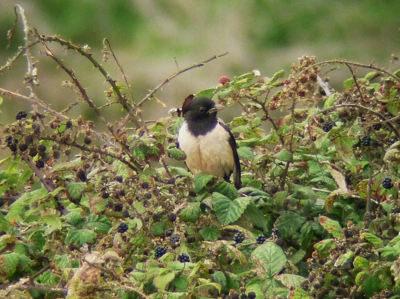 Rose-coloured Starling