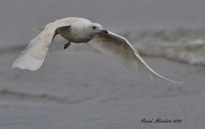 Iceland Gull 