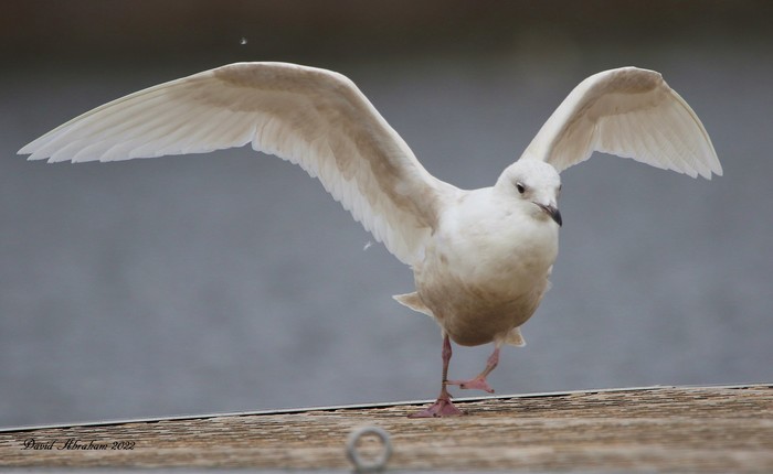 Iceland Gull 