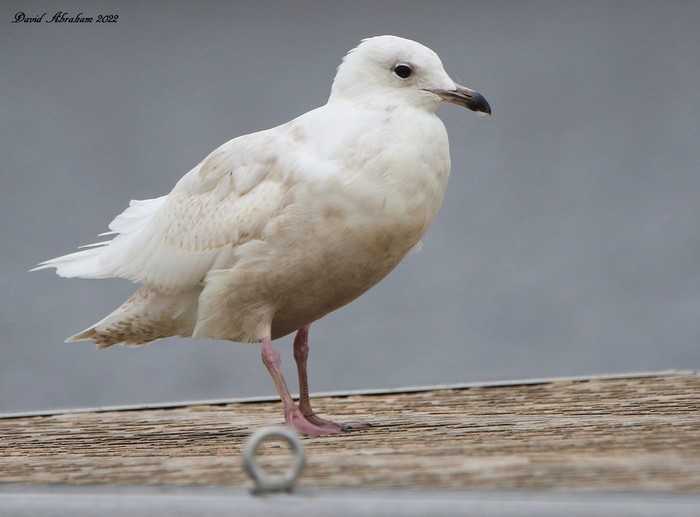 Iceland Gull 