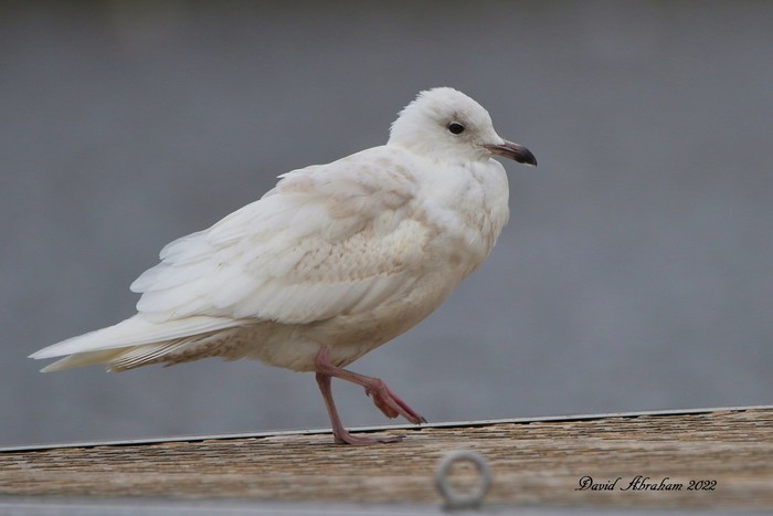 Iceland Gull