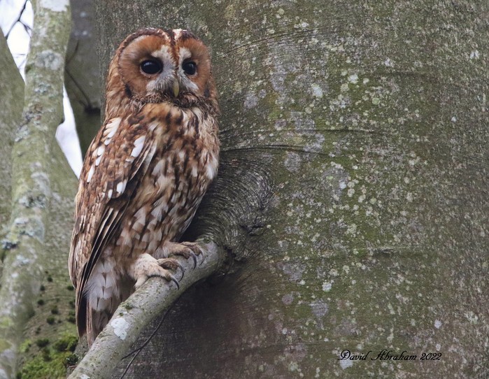 Tawny Owl 