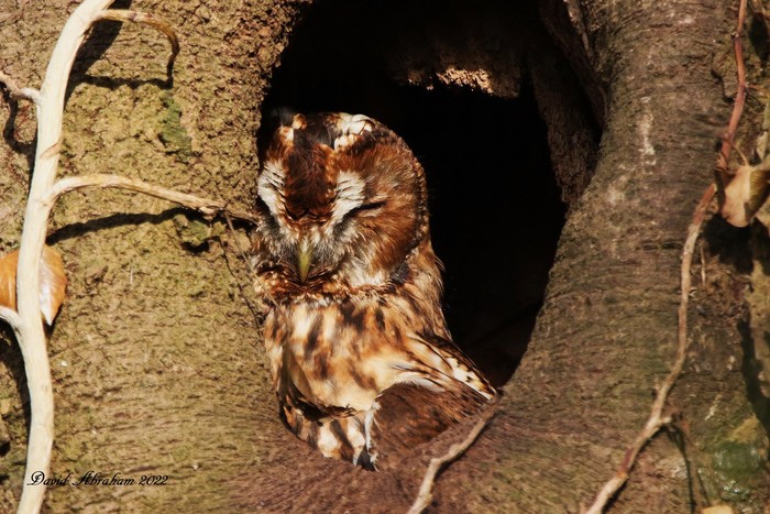 Tawny Owl 